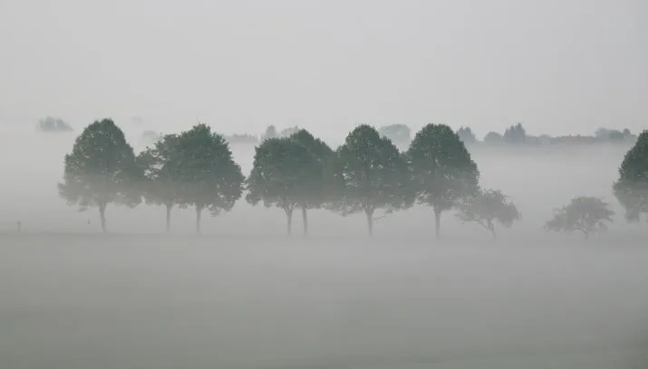 trees 616063 1920 e1446500142293 715x408