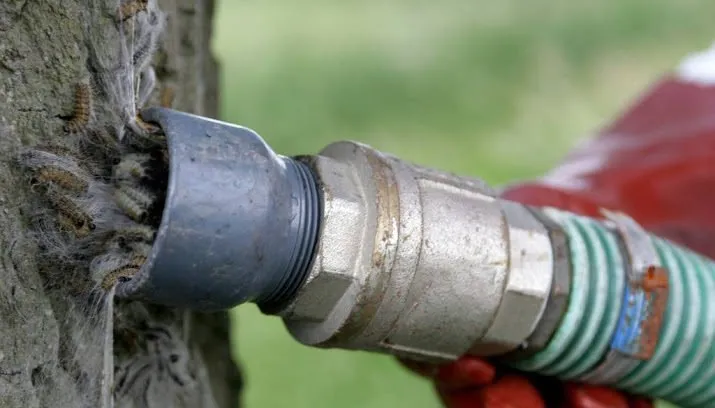 vanaf half mei last van eikenprocessierups 715x408