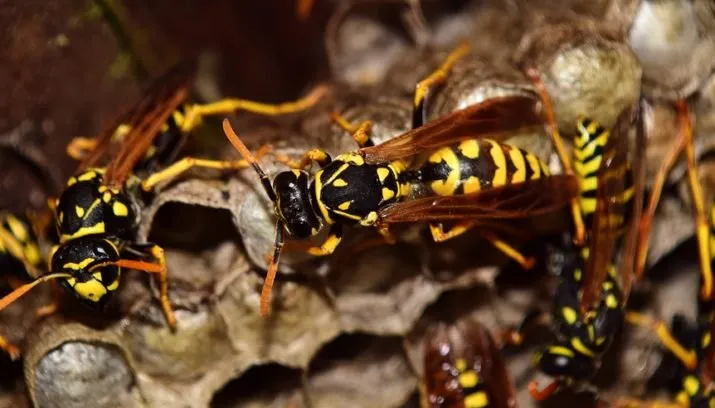 wasps 2702482 960 720 715x408