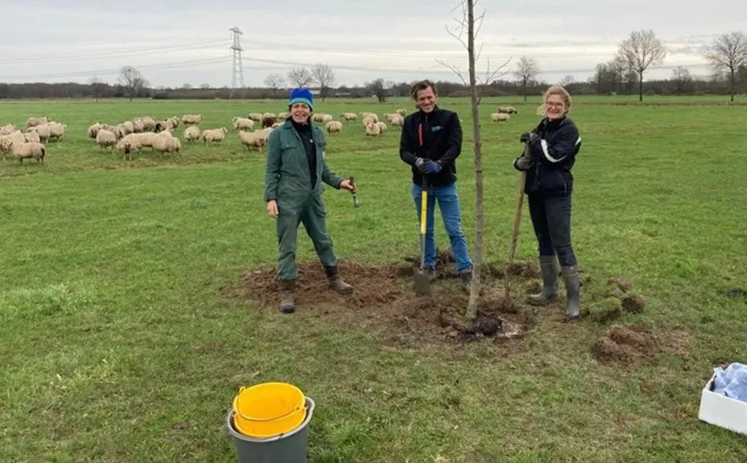 werkmiddag hoogstamfruitbomen snoeien in horssen