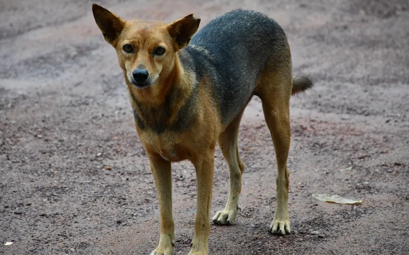 zwerfhond abhi jacob pixabay 915x518 1