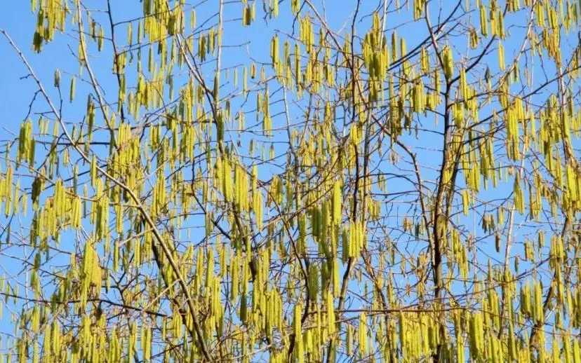 nature tree hazel birch greenhouse sausage pollen supplier golden sky 1110022jpgd berk 915x518jpg