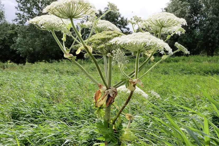 pas op voor de berenklauw