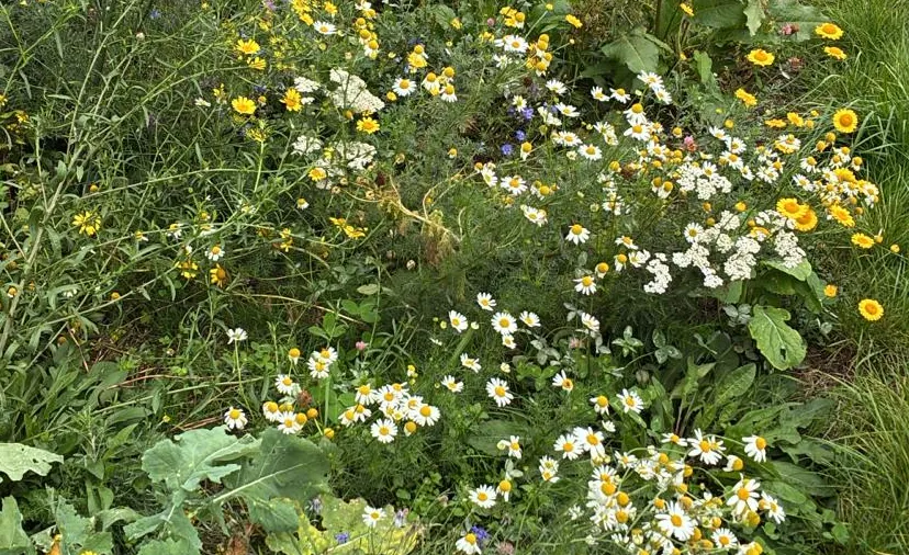 Foto Bloemrijke akkerrand_Vereniging Streekbeheer Rijk Maas en Waal