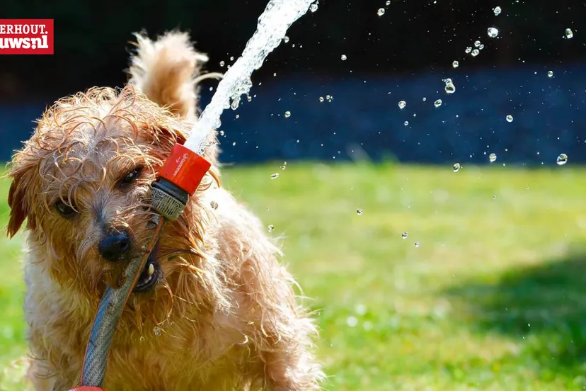 hond-water-heet-zomer