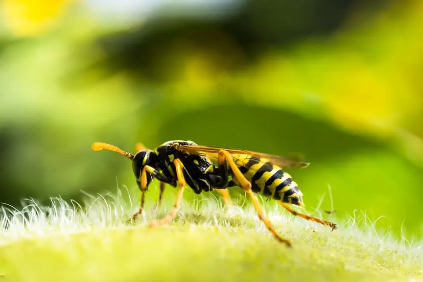 wasp-224681-960-720