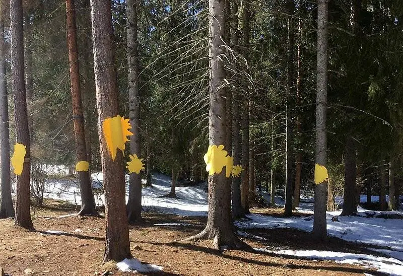 Solpynt i skogen