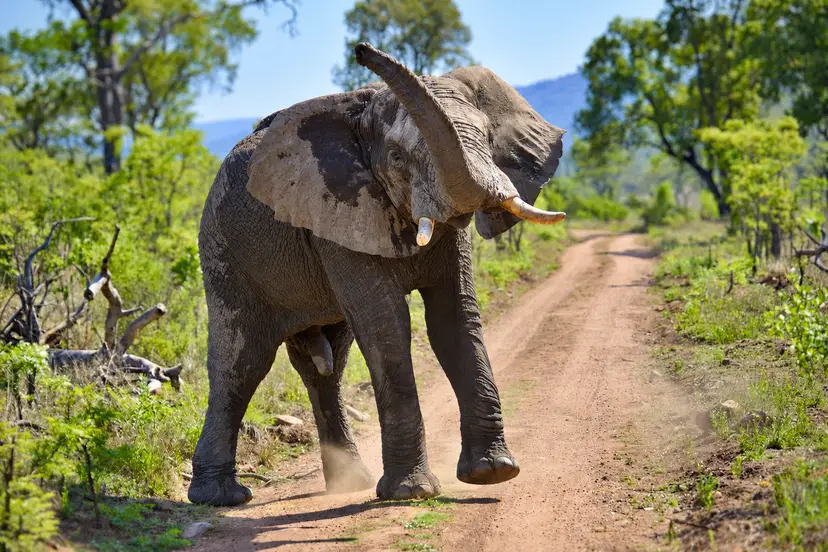 Elefant i safariens villmark