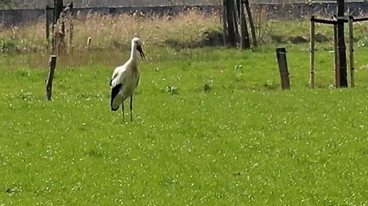 30265231 1693266627424828 5822200186910277632 n