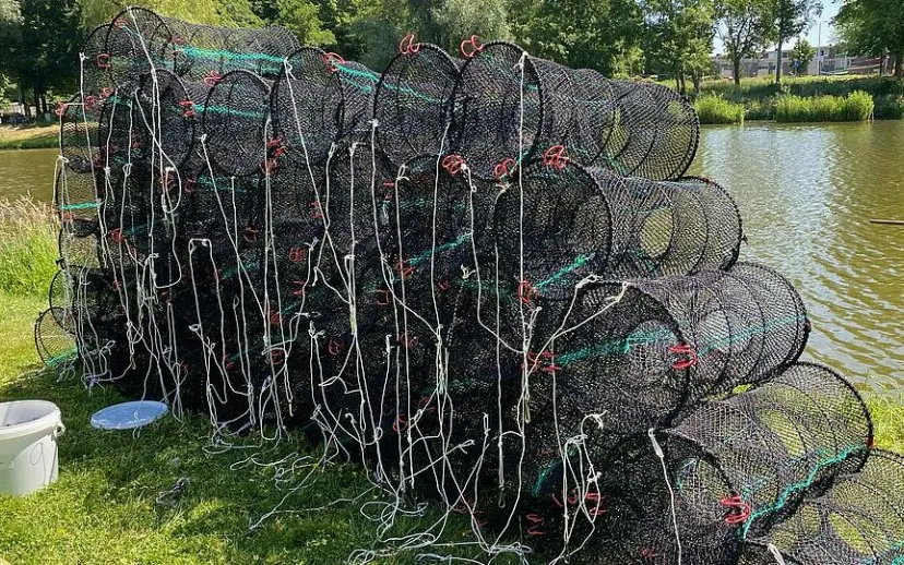 csm b rivierkreeft ab1144ebb8 915x518 1