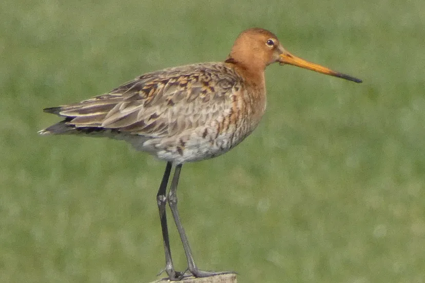 grutto2 foto harm roseboom sr nc veluwe 300dpi