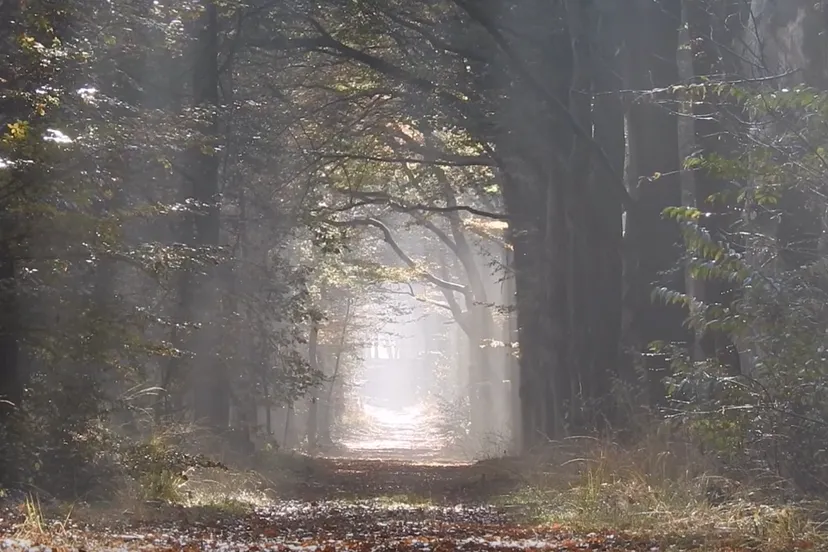 herfstkleuren van michael de vries