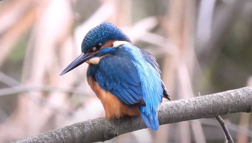 ijsvogel michael de vries