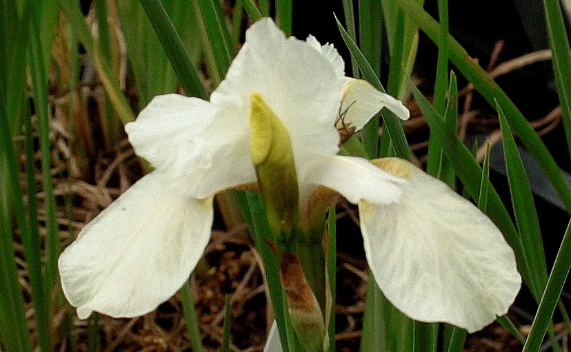 iris snow queen1