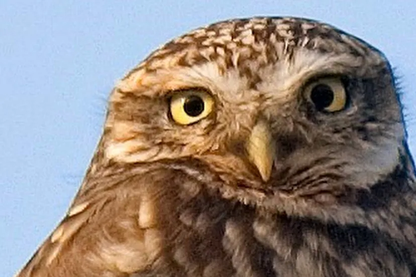 juffrouw raadgever groot