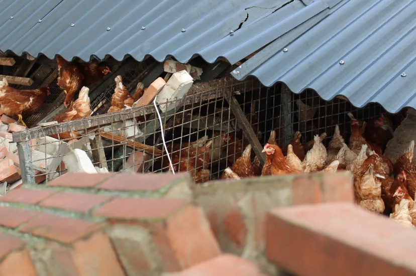 kippenschuur edenieuwsnl