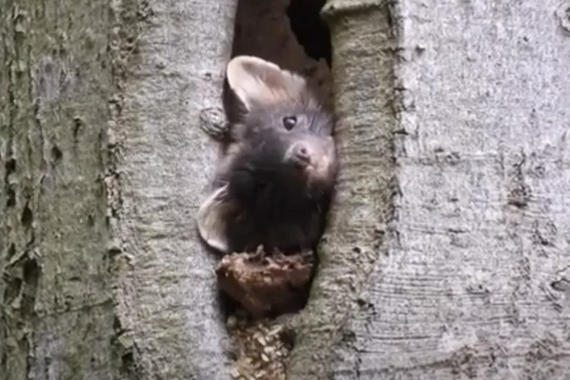 michael de vries boommarter