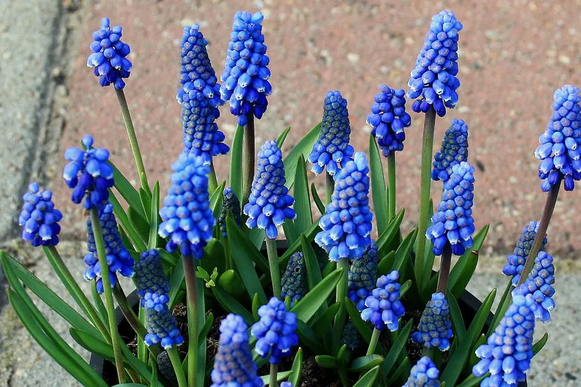 muscari botryoides superstar1