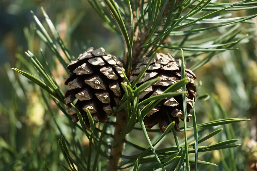pinus sylvestris 5139166 960 720