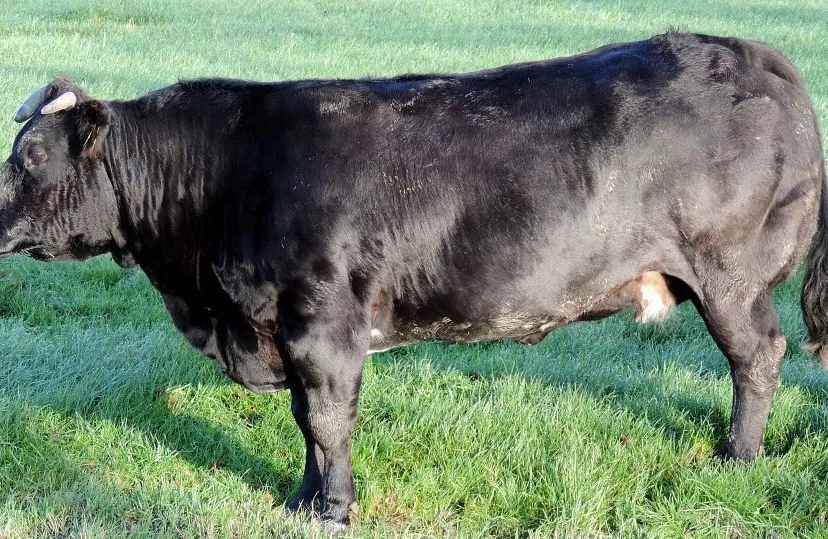 pixabay bulls 314495 960 720