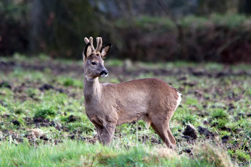 reebok mrt2014 nc veluwe