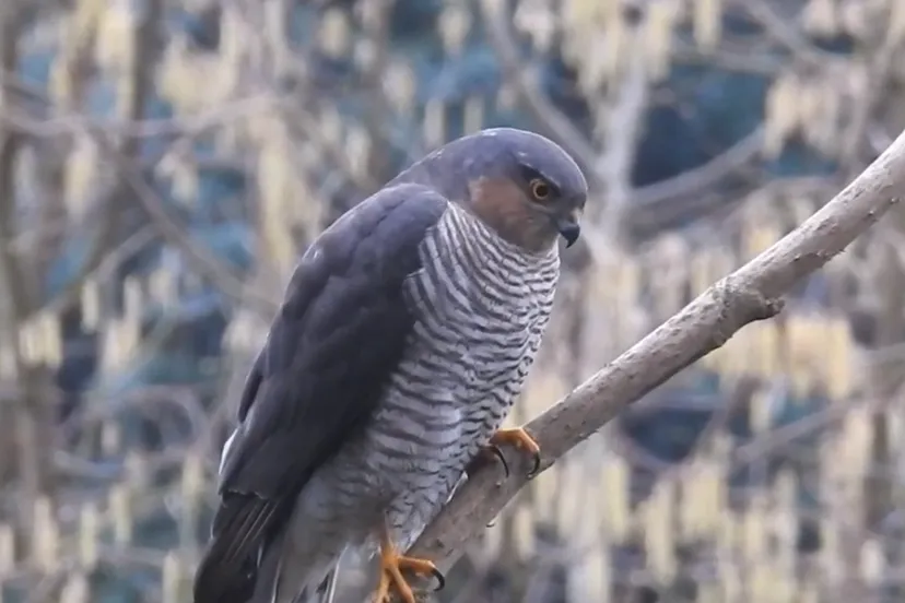 sperwer foto michael de vries