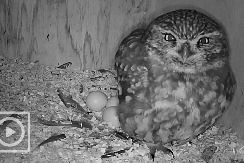 steenuil omroep gelderland