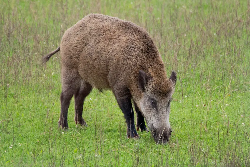 wildkansel natuurcentrum 2