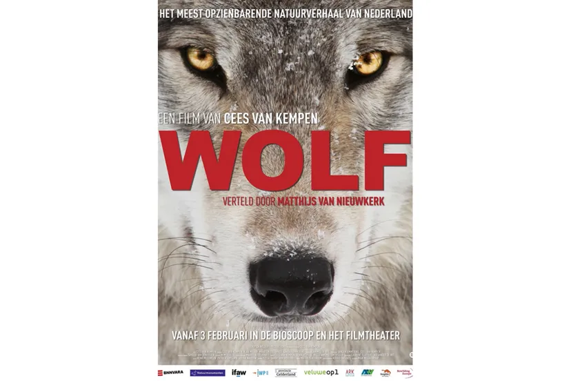 wolf