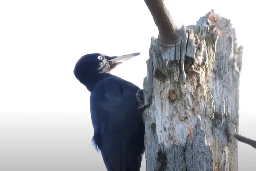 zwarte specht foto michael de vries