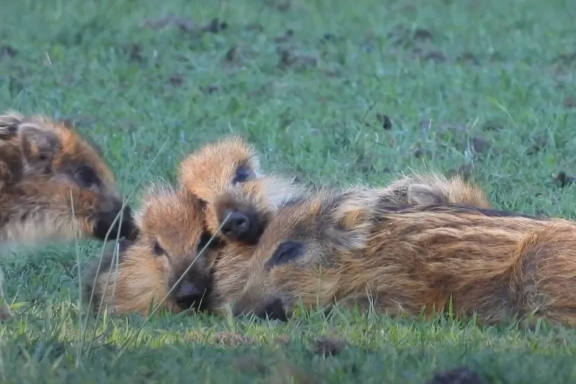 zwijntjes michael de vries