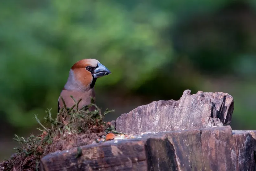 13406857 1806389952922436 5964414747311379359 n