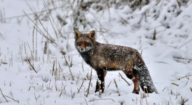 15415 vos klein 640x350