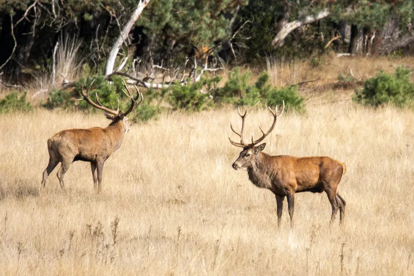 22020925 wildkansel nc veluwe foto gerard heijink