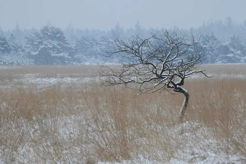 27332366 1566797226688718 5332745830904267044 n