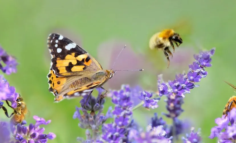 312285411 494598296040347 5899544089511457629 n