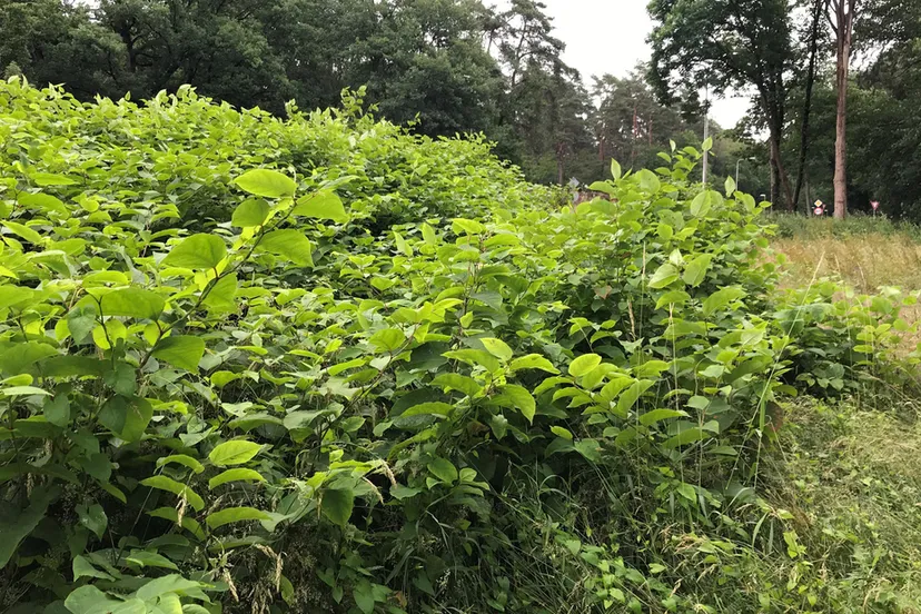 3275 4398c4d18762e33a264b98dd624bc1c8