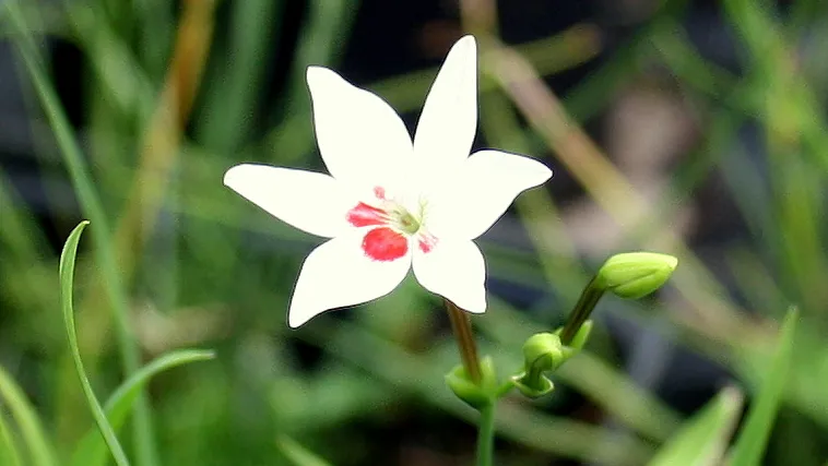 anemotheca laxa varalba1