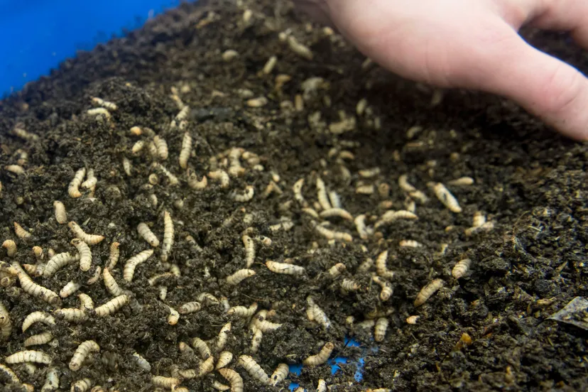 apafood09insectenexpertisecentrum02