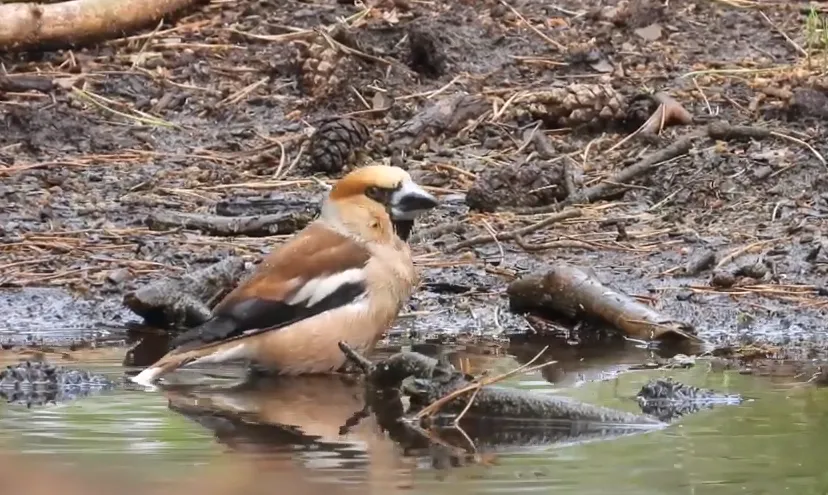appelvink foto michael de vries