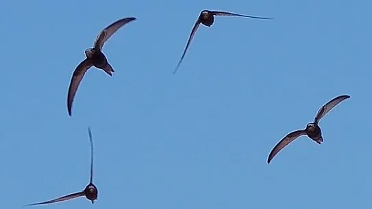 apus apus flock flying 1