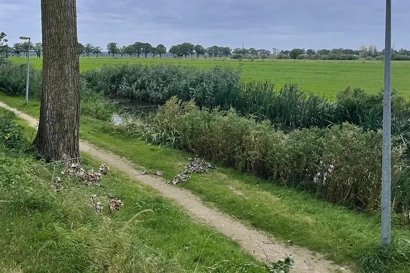 binnenveld e1718023130482
