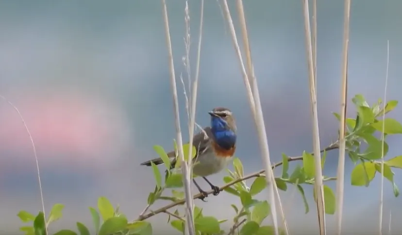 blauwborst michael de vries