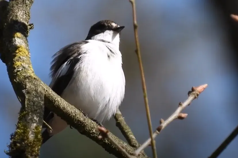 bonte vliegenvanger michael de vries