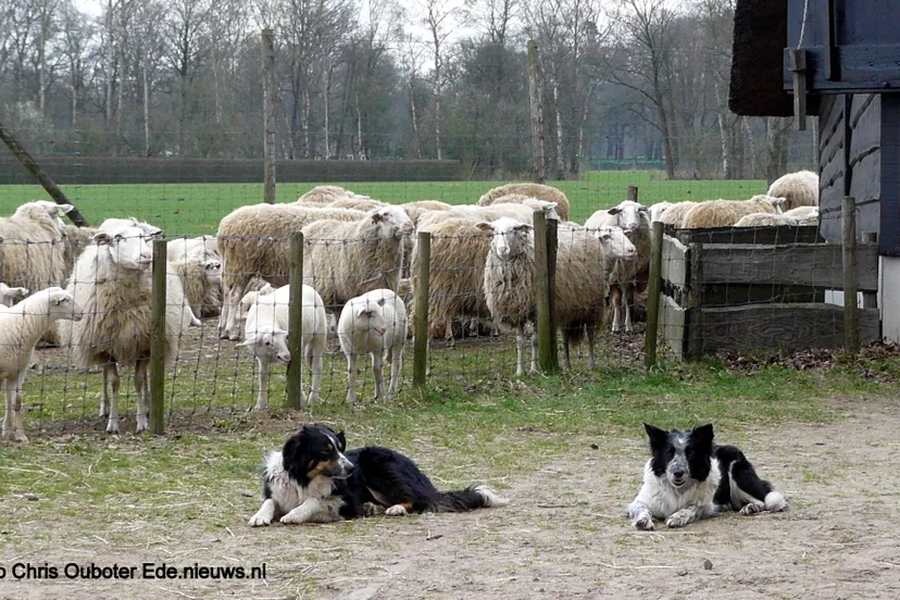 bordercollie op wacht