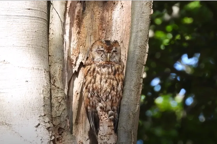 bosuil foto michael de vries