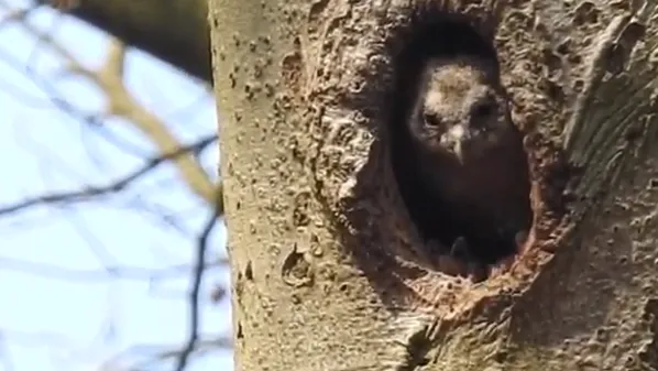 bosuil in spechtnest