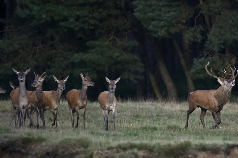bronst 2 wildkansel ede