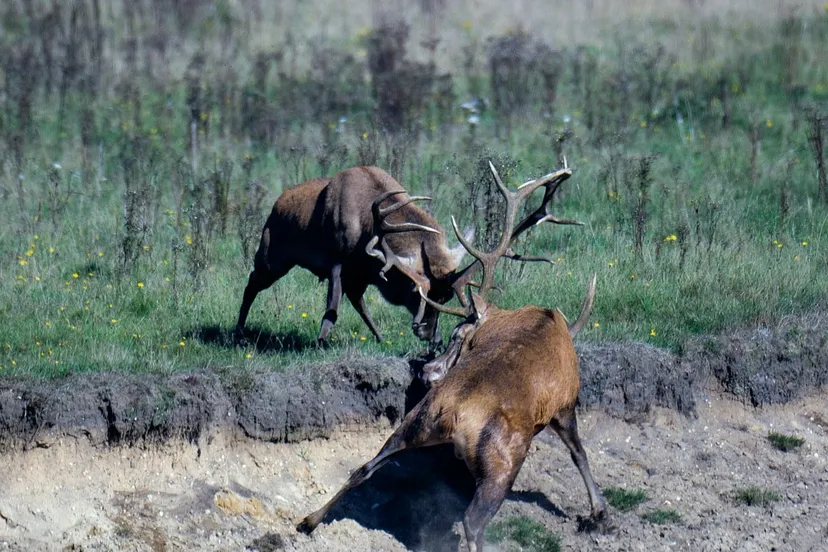 bronst wildkansel ede nc veluwe
