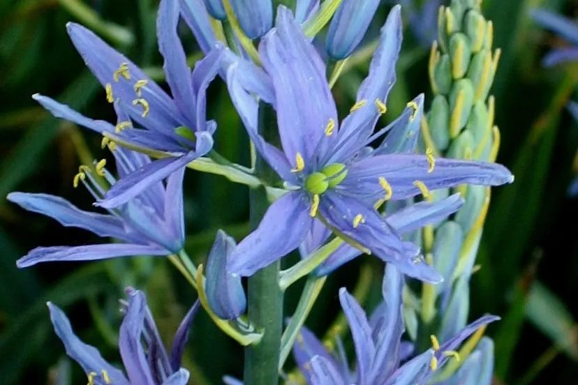 camassia leichtlinii